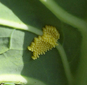 Large White Butterfly eggs