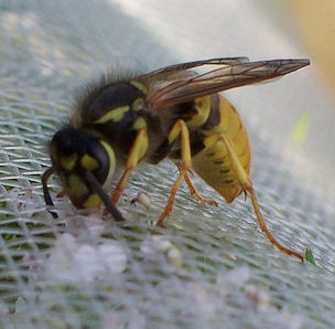 A wasp trying to get through environmesh