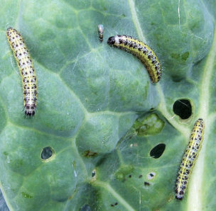 Large White Caterpillars