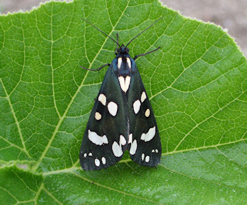 Callimorpha dominula