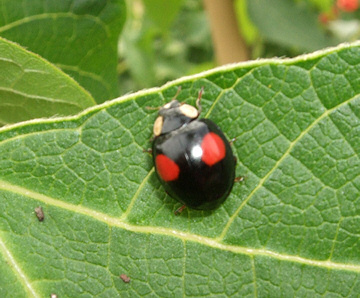 Harlequin Ladybird