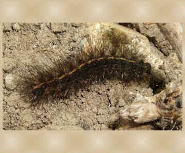 White Ermin Moth caterpillar