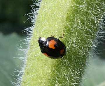 Harlequin Ladybird