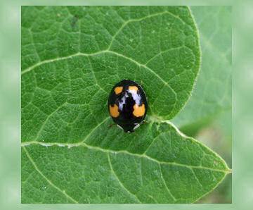 Harlequin Ladybird