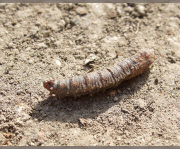 A leatherjacket (crane fly larvae)