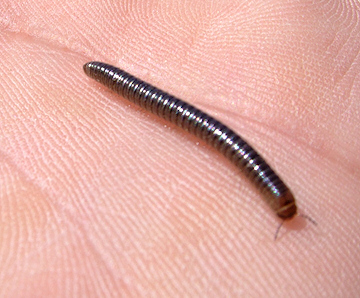 Millipede