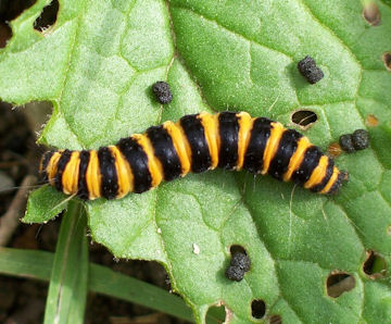 Caterpillar of Cinnabar Moth