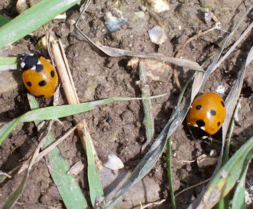 7-spot ladybird