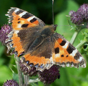 Small Tortoiseshell