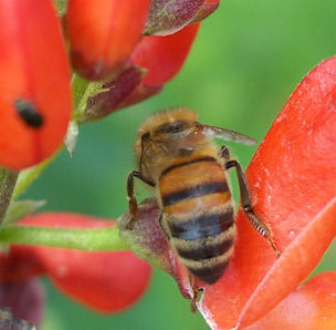 A honeybee making a hole through the back of the nectary of the flower