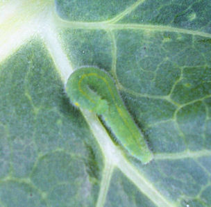 Small White Buttefly caterpillar