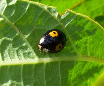 Harlequin Ladybird