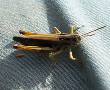 Grasshopper