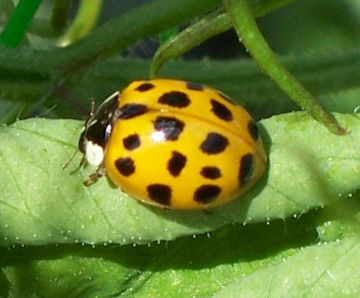 Harlequin Ladybird