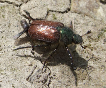 Garden Chafer