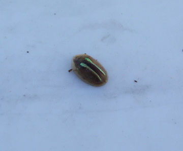 Some sort of Tortoise Beetle