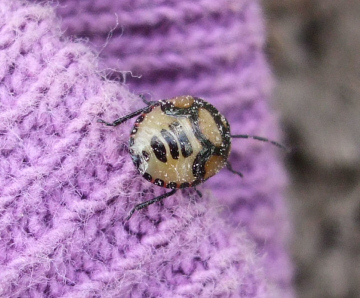 Pied Shieldbug nymph